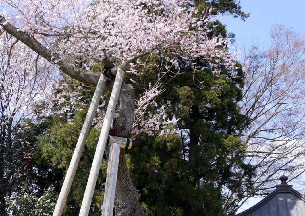 馬場ザクラ