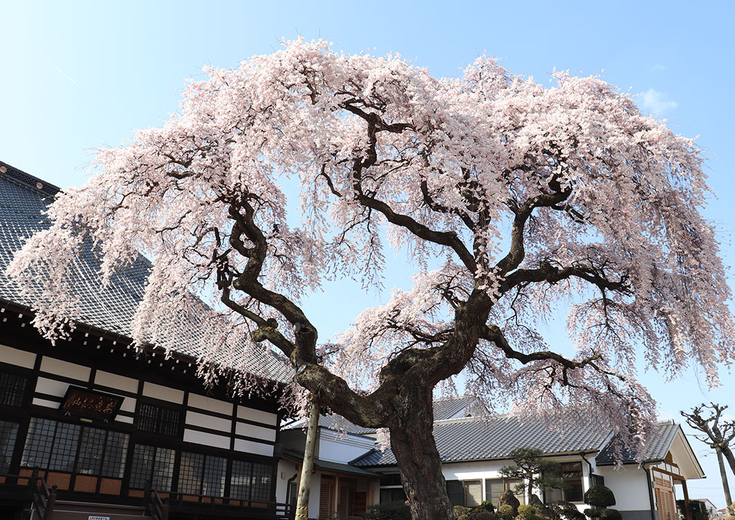 相応寺のしだれ桜